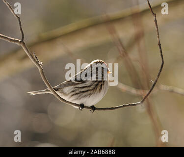 Oiseau Sizerin blanchâtre perché dans son environnement et ses environs.. Banque D'Images