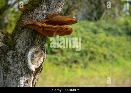 Close up d'un arbre avec de vieux et de l'écorce et la mousse de champignons arbre spécial dans la nature verte Banque D'Images