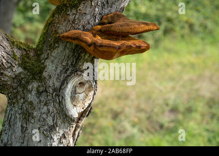 Close up d'un arbre avec de vieux et de l'écorce et la mousse de champignons arbre spécial dans la nature verte Banque D'Images