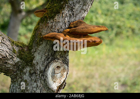 Close up d'un arbre avec de vieux et de l'écorce et la mousse de champignons arbre spécial dans la nature verte Banque D'Images