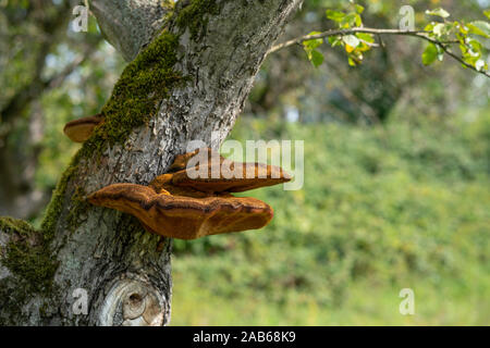 Close up d'un arbre avec de vieux et de l'écorce et la mousse de champignons arbre spécial dans la nature verte Banque D'Images