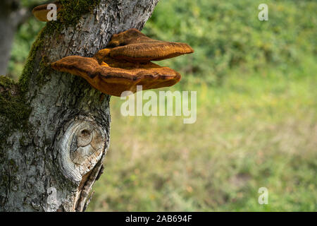 Close up d'un arbre avec de vieux et de l'écorce et la mousse de champignons arbre spécial dans la nature verte Banque D'Images