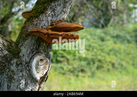 Close up d'un arbre avec de vieux et de l'écorce et la mousse de champignons arbre spécial dans la nature verte Banque D'Images