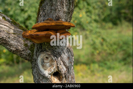 Close up d'un arbre avec de vieux et de l'écorce et la mousse de champignons arbre spécial dans la nature verte Banque D'Images