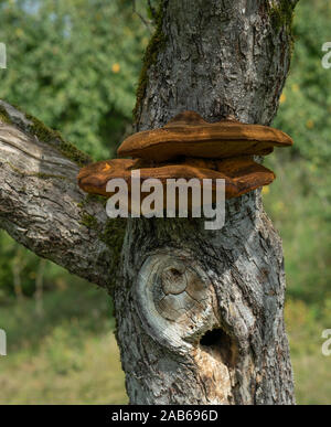 Close up d'un arbre avec de vieux et de l'écorce et la mousse de champignons arbre spécial dans la nature verte Banque D'Images