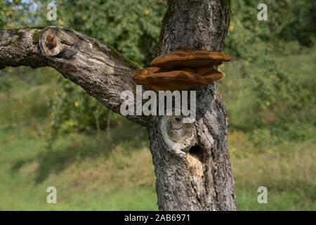 Close up d'un arbre avec de vieux et de l'écorce et la mousse de champignons arbre spécial dans la nature verte Banque D'Images