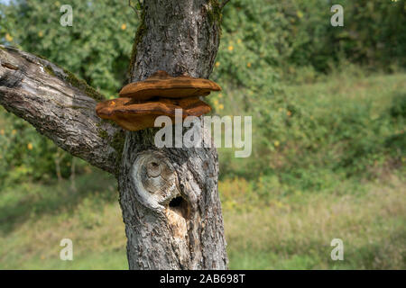 Close up d'un arbre avec de vieux et de l'écorce et la mousse de champignons arbre spécial dans la nature verte Banque D'Images