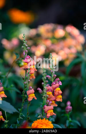 Potomac Antirrhinum majus muflier,orange foncé, orange, mufliers,fleurs,fleurs,fleurs,plantes,literie,plantes annuelles Fleurs RM Banque D'Images