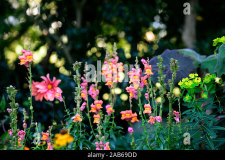 Potomac Antirrhinum majus muflier,orange foncé, orange, mufliers,fleurs,fleurs,fleurs,plantes,literie,plantes annuelles Fleurs RM Banque D'Images