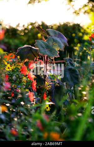 Cristobalensis,senecio petasitis Roldana feuilles rouge,violet,Senecio velours,feuilles,feuilles,feuilles,vivace,exotiques,tropical,mix vivaces,mixte,bed Banque D'Images