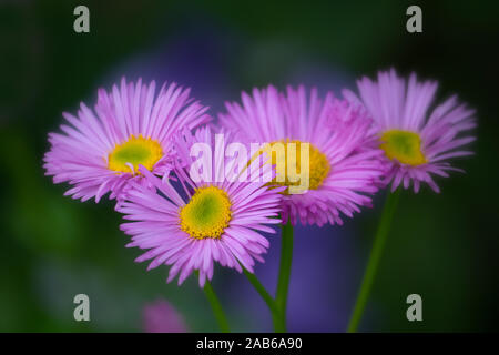 Soft close up of pink Erigeron fleurs bouquet contre vert et bleu fond flou Banque D'Images