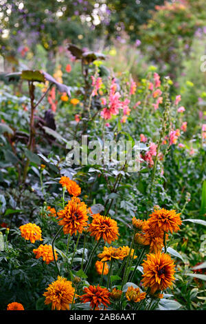 Rudbeckia hirta Cherokee Sunset,black-eyed Susan,moitié vivace, orange, jaune,rouille,de,mixte,couleur,couleurs,Floral RM Banque D'Images