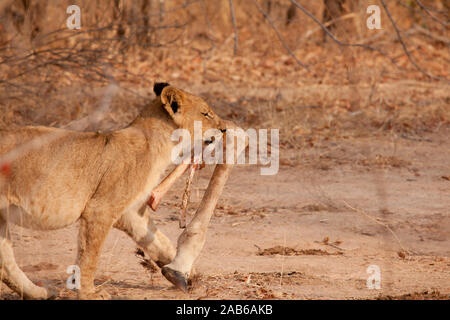 Lion cub porte une girafe la jambe, le mollet le kill a été faite la veille par la fierté. Banque D'Images