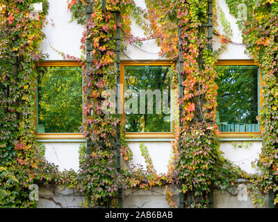 Ivy entourant les fenêtres de l'immeuble. L'automne, coloré, vert, jaune et rouge feuilles de lierre grimpant sur le mur autour de la fenêtre. Banque D'Images