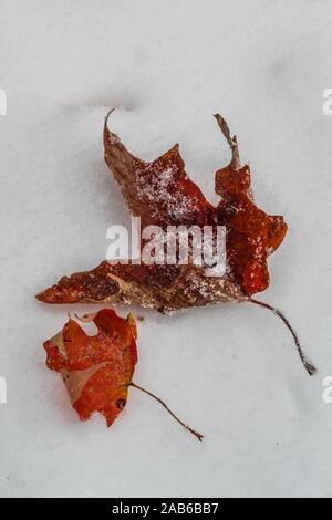 Les feuilles d'automne sur le dessus de la première neige de la saison. Banque D'Images