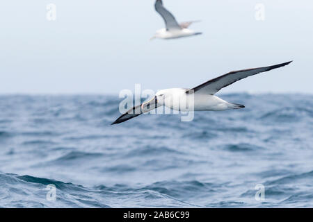 Albatros à nez jaune de l'océan Indien (Thalassarche carteri), les adultes en vol, Western Cape, Afrique du Sud Banque D'Images