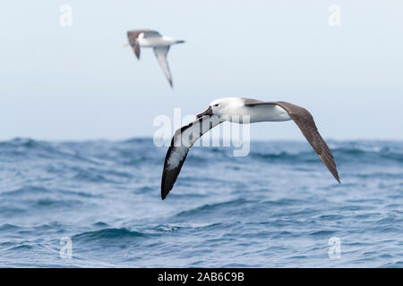 Albatros à nez jaune de l'océan Indien (Thalassarche carteri), les adultes en vol, Western Cape, Afrique du Sud Banque D'Images