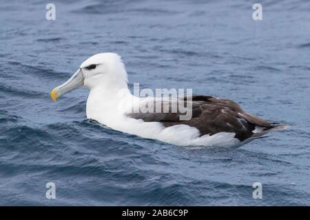 Albatros timide (Thalassarche cauta) immatures, nageant à la surface de l'eau, Western Cape, Afrique du Sud Banque D'Images