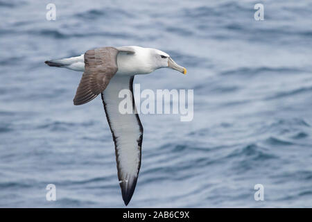 Albatros timide (Thalassarche cauta), les adultes en vol vu de côté, Western Cape, Afrique du Sud Banque D'Images