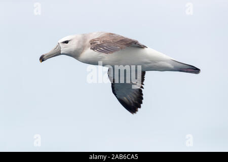 Albatros timide (Thalassarche cauta), , Western Cape, Afrique du Sud Banque D'Images