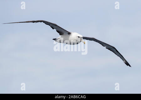 Albatros timide (Thalassarche cauta), vue avant d'immaturité en vol, Western Cape, Afrique du Sud Banque D'Images