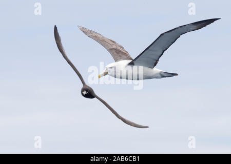 Albatros timide (Thalassarche cauta), vue latérale d'un adulte en vol, Western Cape, Afrique du Sud Banque D'Images
