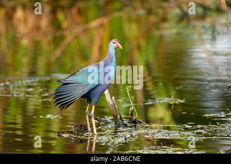 Talève Sultane (Porphyrio porphyrio), une espèce introduite, tthroughout S. Florida, Wakodahatchee Wetlands, Delray Beach, Florida, USA Banque D'Images