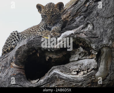 Un léopard (Panthera pardus) cub attend près de sa tanière dans un arbre creux pour sa mère à revenir de la chasse. Parc national de Serengeti, Tanzanie Banque D'Images