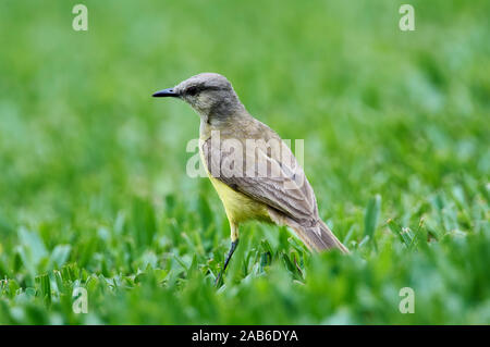 Tyran (Machetornis rixosa bovins), Sucandi, Suzano, Sao Paulo, Brésil Banque D'Images