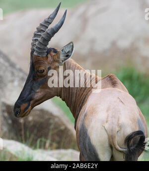 Topi (Damaliscus lunatus jimela). Parc national du Serengeti, Tanzanie. Banque D'Images