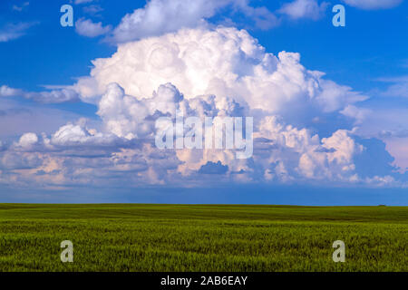 Paysage des prairies canadiennes de champ de blé dans les régions rurales de la Saskatchewan, Canada. Banque D'Images