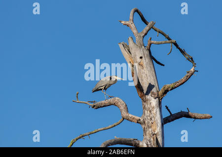 Un grand grand héron est perché dans un arbre à Turnbull Wildlife Refuge près de Cheney, Washington. Banque D'Images