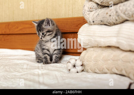 Cute kitten tabby sont assis près de tas de couleurs pastel chaudes tricoté chandails pliés en pile. Chaton nouveau-né, bébé chat, animal domestique, animaux Accueil Banque D'Images