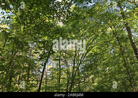 Un arbre de la forêt et de l'auvent sur le Sal's embranchement dans William B. Umstead State Park, Raleigh (Caroline du Nord, USA Banque D'Images