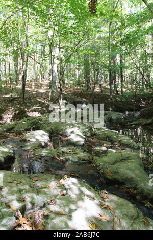 Une banque aux côtés d'un ruisseau rocheux sur le Sal's embranchement dans William B. Umstead State Park, Raleigh (Caroline du Nord, USA Banque D'Images