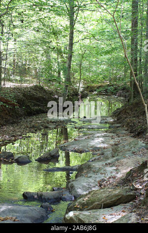 Un ruisseau en forêt sur le sentier en direction de la Sal William B. Umstead State Park, Raleigh (Caroline du Nord, USA Banque D'Images