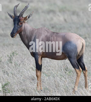 Un mâle topi (Damaliscus lunatus jimela) se trouve dans l'herbe sèche. Parc national de Serengeti, Tanzanie. Banque D'Images