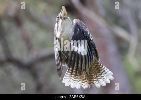 Laughing Kookaburra en vol Banque D'Images