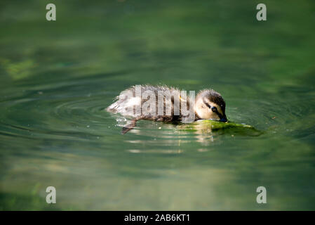 Petit Canard colvert, Anas plathyrhynchos (manger), France Banque D'Images