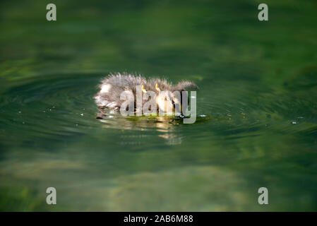 Petit Canard colvert, Anas plathyrhynchos (manger), France Banque D'Images