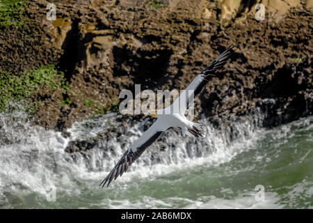 L'Australasian Fou de Bassan (Morus serrator), également connu sous le nom de Australian bassan et tākapu, est un grand oiseau marin de la famille des Picidés, et Gannett. Banque D'Images