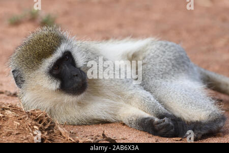 Un homme et un singe (Chlorocebus pygerythrus) demandes de toilettage. Parc national de Tarangire, en Tanzanie. Banque D'Images