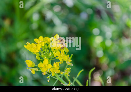 Abeille sur fleur jaune pak choi Banque D'Images