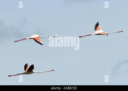 Plus de flamants roses (Phoenicopterus roseus) en vol au-dessus du Parc National d'Arusha. Arusha, Tanzanie. Banque D'Images