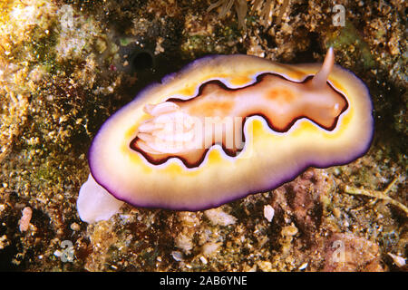 Le chromodoris coi (Chromodoris coi), montrant la mince ligne mauve autour du bord du manteau et de la région centrale tacheté de brun. Ambon en Indonésie Banque D'Images