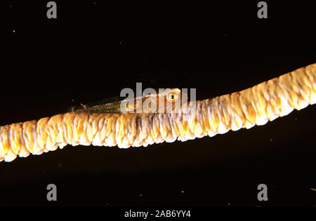 Corail fouet (Bryaninops yongei), vit exclusivement sur Cirripathes anguina corail. Manado, Indonésie Banque D'Images