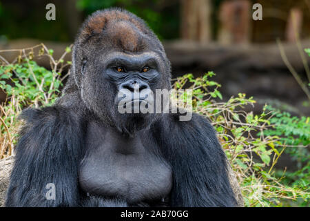 Silverback mâle gorille de plaine de l'ouest (Gorilla gorilla gorilla) portrait Banque D'Images