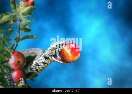 Serpent avec une pomme fruit en sa bouche. Fruit interdit concept. Banque D'Images