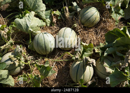 Jardin de melon (Cucumis melo), France Banque D'Images