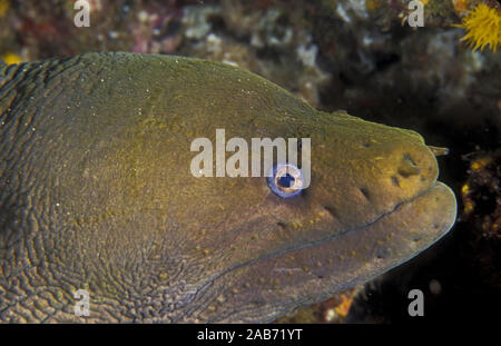 Moray (jaune), Gymnothorax prasinus peut atteindre 180 cm. Océan Pacifique, Mexique Banque D'Images